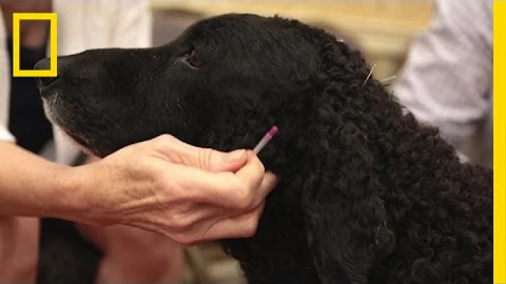 Treating Animals With Acupuncture | National Geographic - DayDayNews