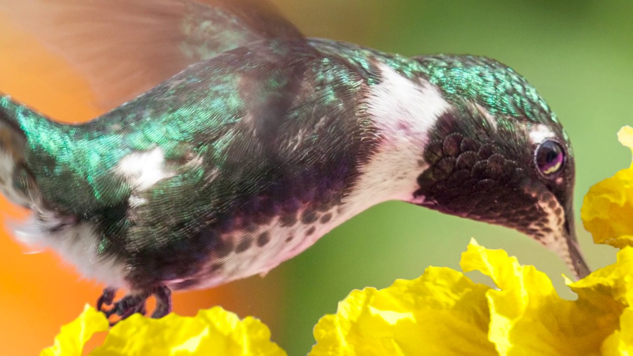 Purple throated Woodstar Hummingbird 