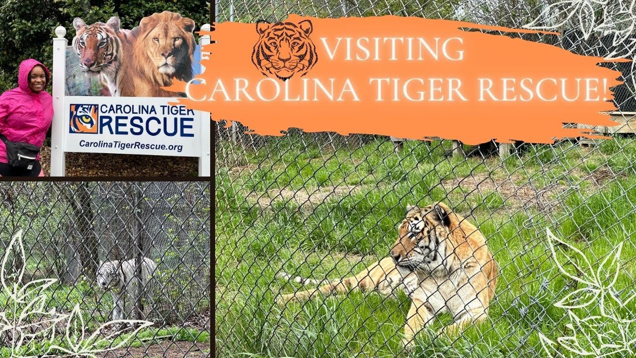 Carolina Tiger Rescue 🐅🐾 | 2023 - YouTube