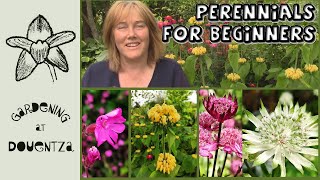 Perennials for Beginners || How to Grow Phlomis russeliana, Silene dioica, astrantia || Quick & Easy