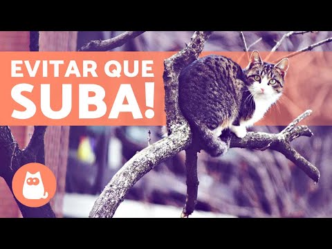 Vídeo: Como Proteger Uma árvore De Um Gato