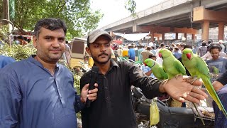 Birds Market Lalukhet Sunday Video Latest Update By Sohail Ahmed TV in Urdu\/Hindi