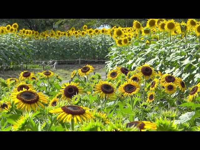 熊谷スポーツ文化公園のひまわり 〜2024年8月20日〜 - YouTube
