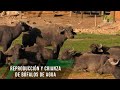 Reproducción y crianza de búfalos de agua - TvAgro por Juan Gonzalo Angel Restrepo
