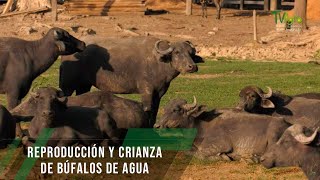 Reproducción y crianza de búfalos de agua - TvAgro por Juan ...