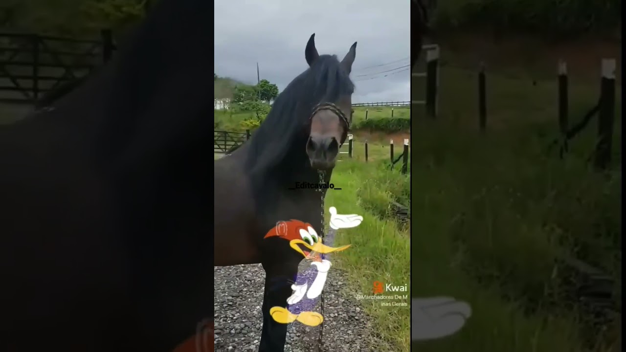 soltando o pancadão - mangalarga machador 