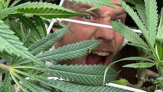 🍁 Setting up a my first 2x2 grow tent | perpetual grow|  for veg phase | stealth grow tent series 🌱