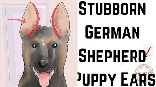 How to Tape Up Stubborn German Shepherd Puppy Ears