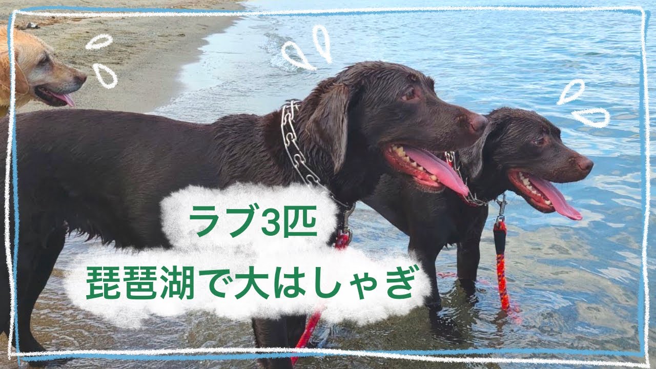 【老犬介護ホームメロー】ラブラドール3匹で琵琶湖を満喫🌊✨