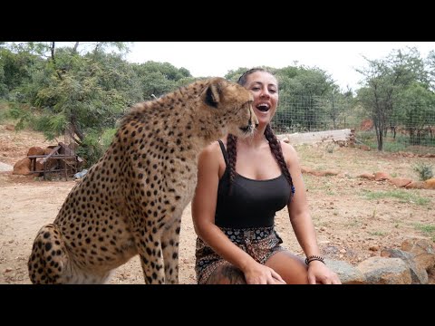Video: Hur länge lever geparder?