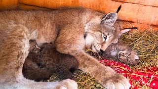 LYNXES have known the happiness of motherhood / Serval's hormones kicked in