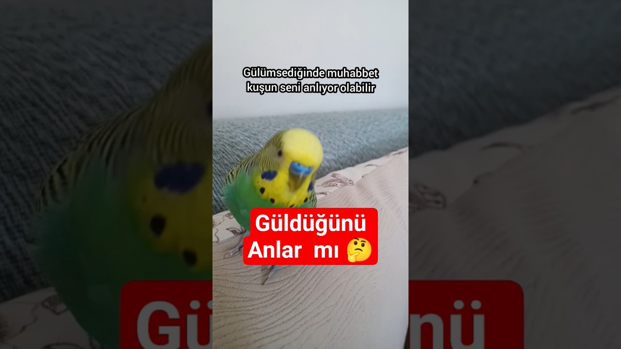 Kuşlar Gülmeyi Anlayabilir mi? Bilim Ne Diyor? 🧠🐦😂#MuhabbetKuşu #KuşlarGülmeyiAnlarMı #KuşPsikoloji