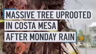 Massive tree uprooted in Costa Mesa
