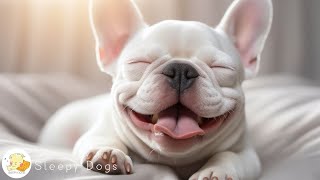 Relaxing Music for Dogs (10 Hours of Dog Calming Music ) by Sleepy Dogs 4,493 views 1 month ago 10 hours