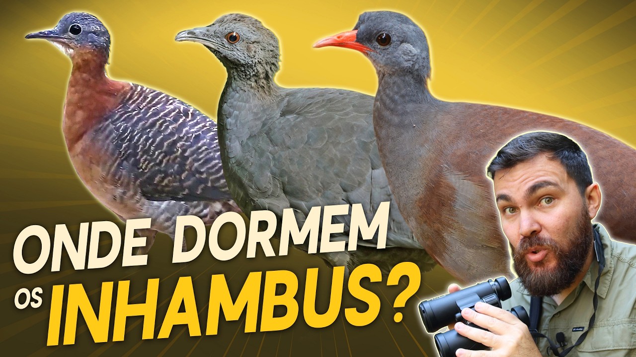Por que é tão difícil VER um INHAMBU? #OrnitólogoResponde