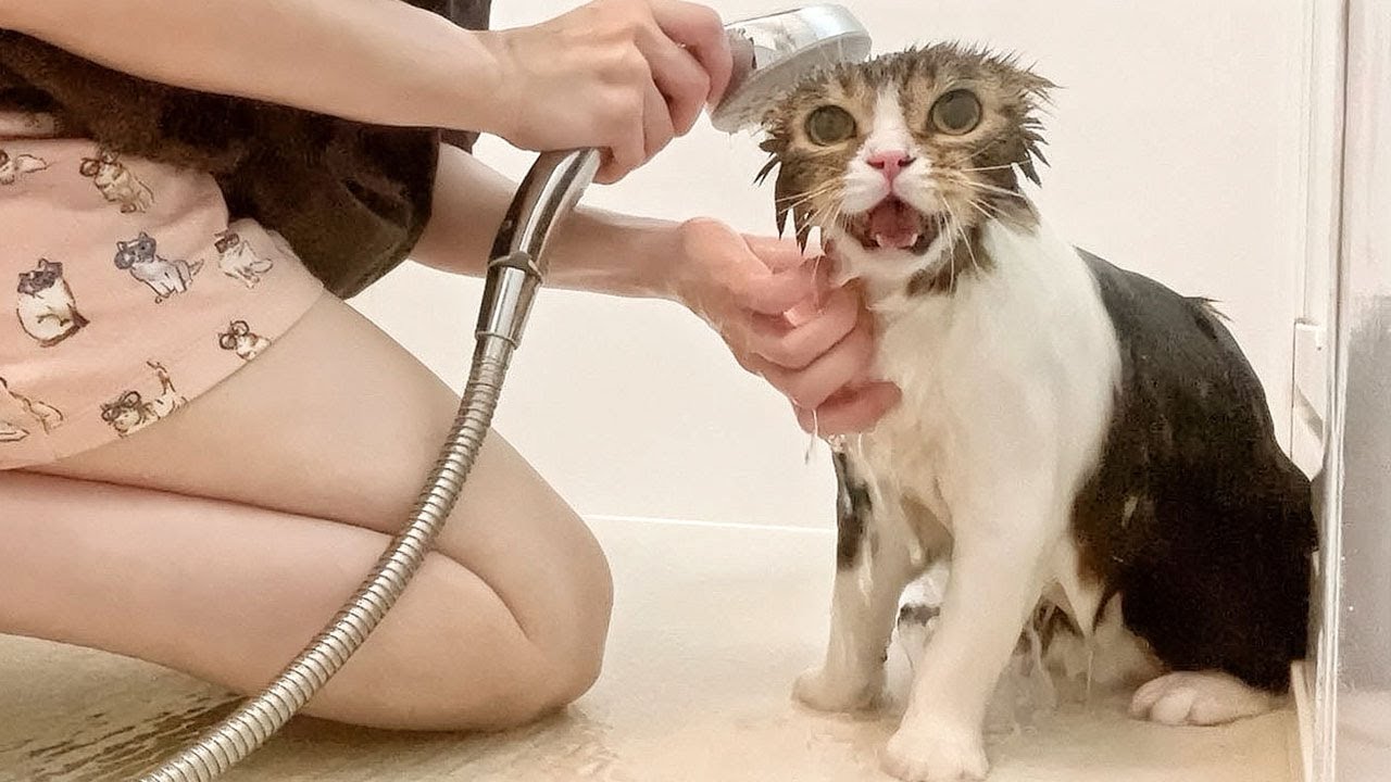 パパ猫が2年ぶりにママと一緒にお風呂に入ったらこうなった…