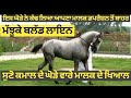 Top quality neela horse in punjab,,,ਪੰਜਾਬ ਦਾ ਟੌਪ ਦਾ ਨੀਲਾ