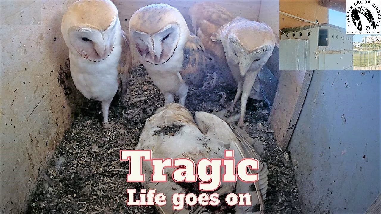 owl-cannibalism-wild-barn-owl-fledglings-eat-their-dead-mom-viewer