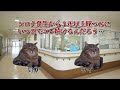 コロナ対応で地獄と化した病院の話その７【猫マニ】【猫ミーム】