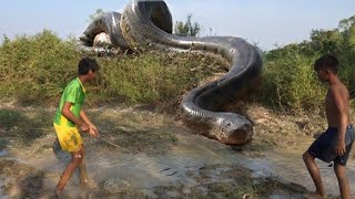 10 BIGGEST SNAKES EVER DISCOVERED