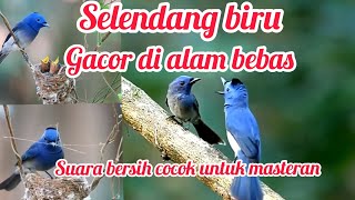 Burung selendang biru / kehicap ranting , gacor di alam liar