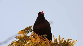 sounds of the birds blackbird pt2