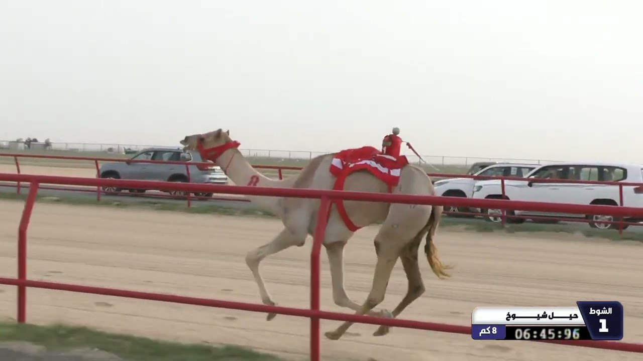 1 الشوط الأول حيل شيوخ الاربعاء 11 02 2026