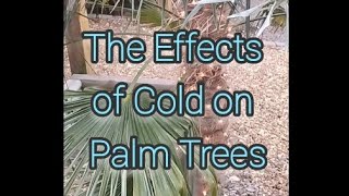 How Extreme Cold Affects Palm Trees