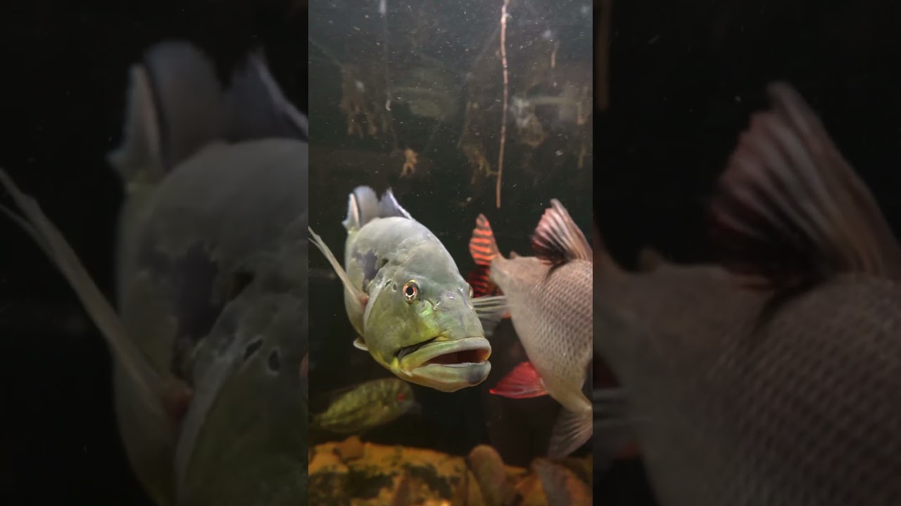 With My Monster Fish, I am Never Alone!