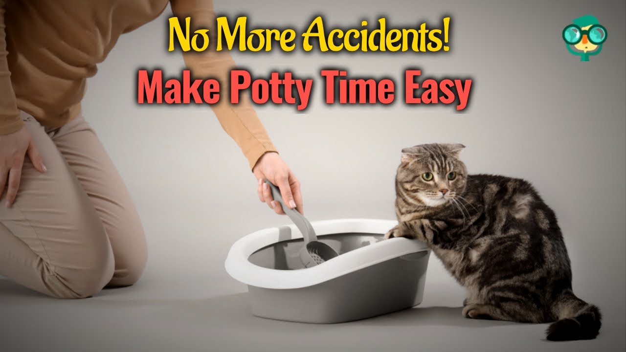 How to Litter Train a Cat: Method That Actually Works - YouTube
