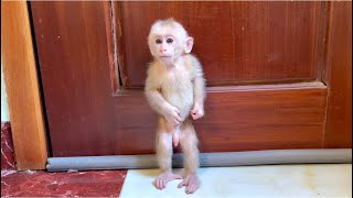 Baby monkey Miker waiting for mom feed milk and take him to bed