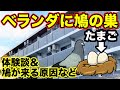【体験談】ハトがベランダに巣を作った話【卵を産んだらアウト】