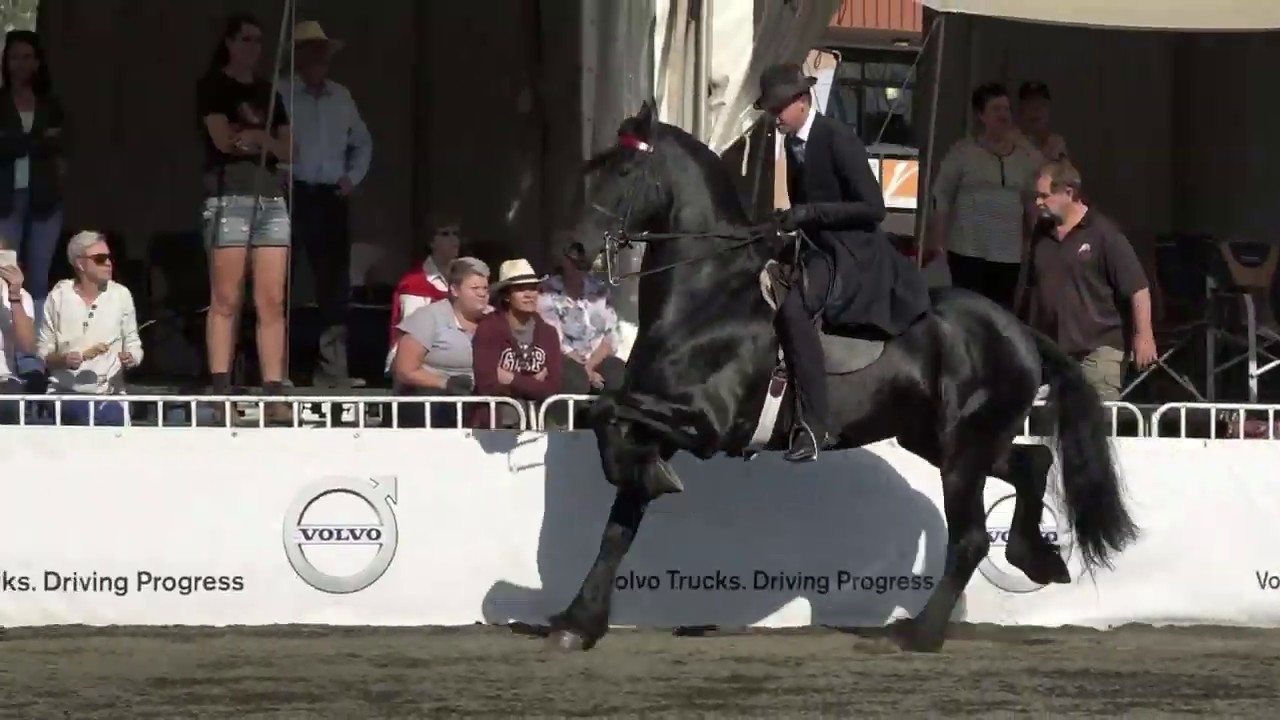 SA Grand Champion 3Gaited Friesian