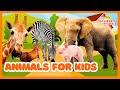 Animals for Kids: Jungle, Farm, Ocean & Safari Sounds 🐾