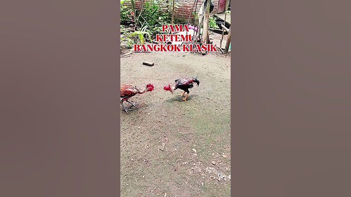 pama ketemu bangkok klasik #shortvideo #ayam #tipspraktis #funny #tips #ayambangkok