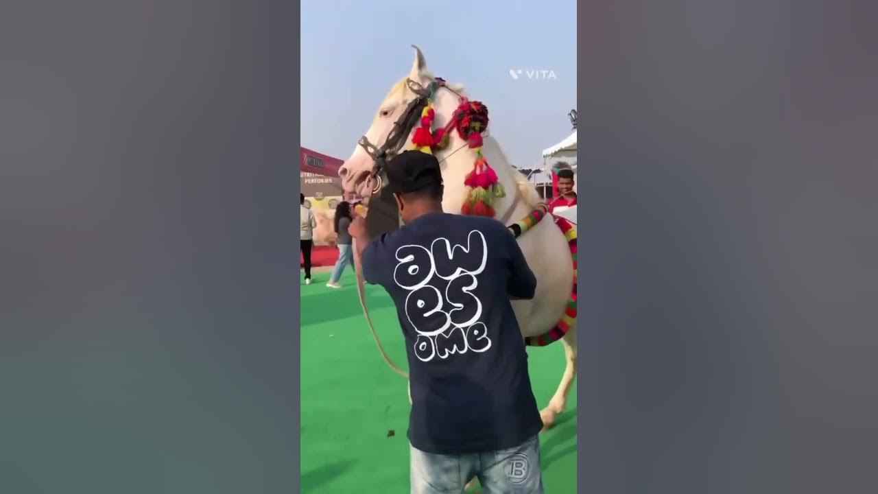 White Horse Show In hyderabad For bhaggi call 7416424008 YouTube