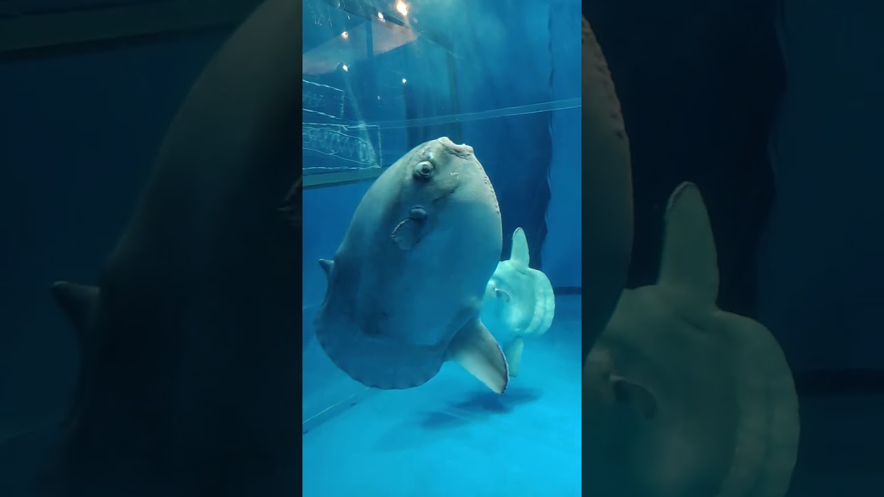 マンボウ Youtube