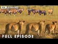 Greatest Fights In The Animal Kingdom The Fight For Survival Natureanimaldocumentary Greatest Fights In The Animal Kingdom The Fight For Survival Natureanimaldocumentary