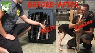 Jadzia Before & After - Treeing Walker Coonhound | Greenville Dog Training