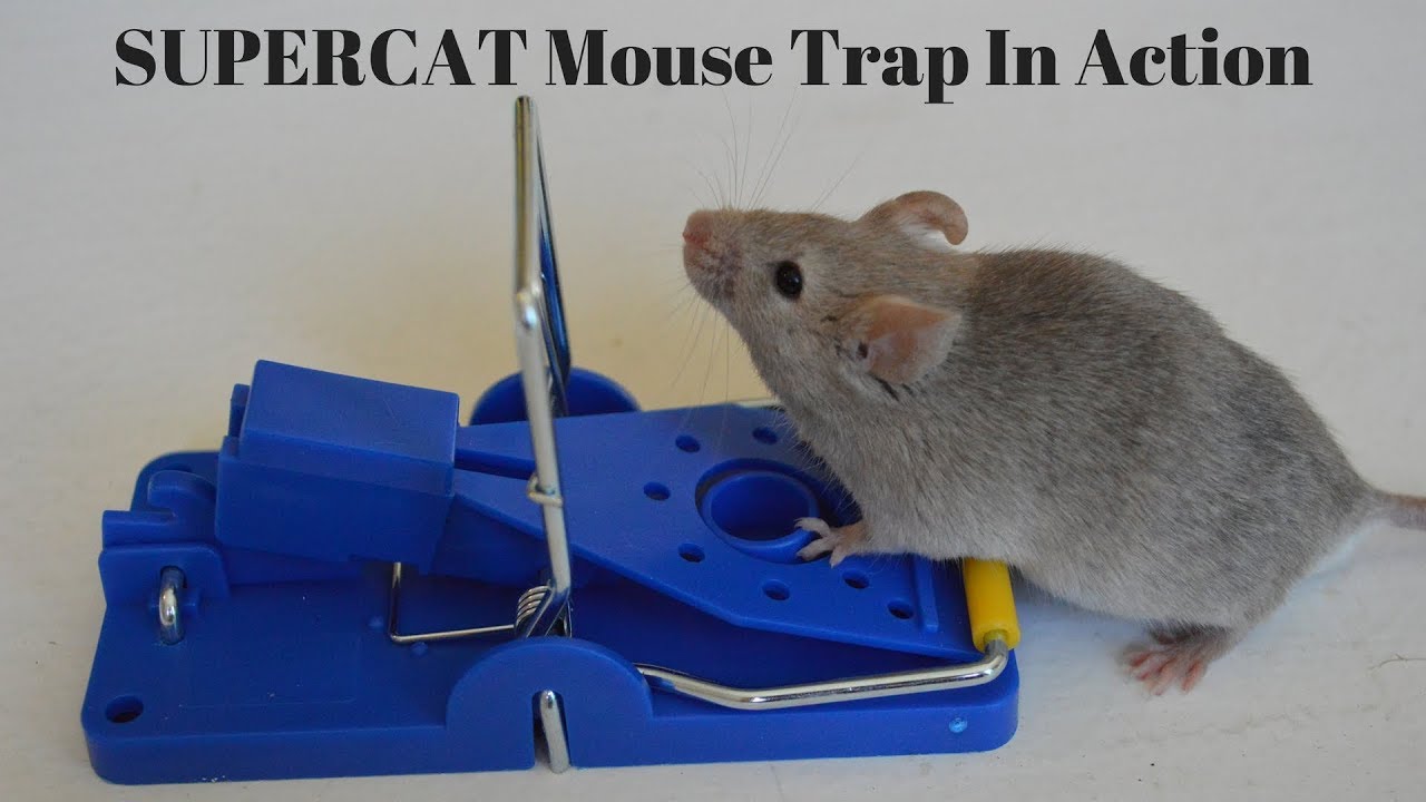 Humane Mouse Trap In Action - Full Review With Real Mice & Motion