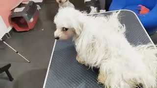 Witness The Most Heartbreaking Grooming Transformation You've Ever Seen #abandoned #rescuedog by Leni Grooming 10,136 views 12 days ago 21 minutes