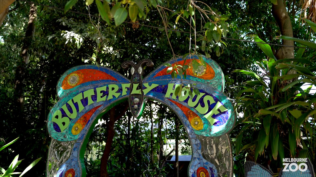 Melbourne Zoo Butterfly House is now open 🦋 YouTube