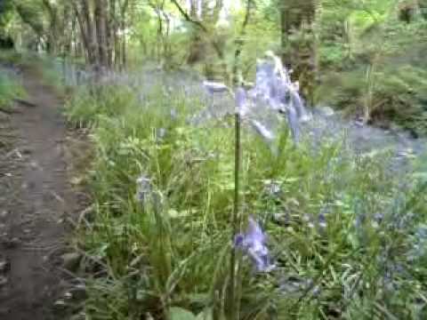 Birdsong and English Bluebells