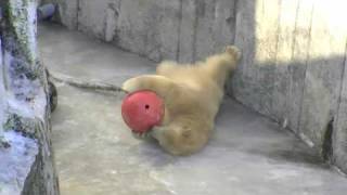 氷と戯れるホッキョクグマ