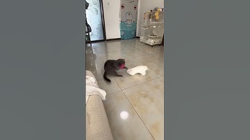 Funny rabbits & Cats Moments #bunny #rabbit #funnymoments #pets #petcare #petvideos #animals #short