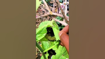 How a Bird Sews Leaves to Build a Safe Nest