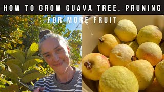 How To Grow a Guava Tree, Pruning for more flowers & Fruit - Health Benefits - Staying Fit Over 50
