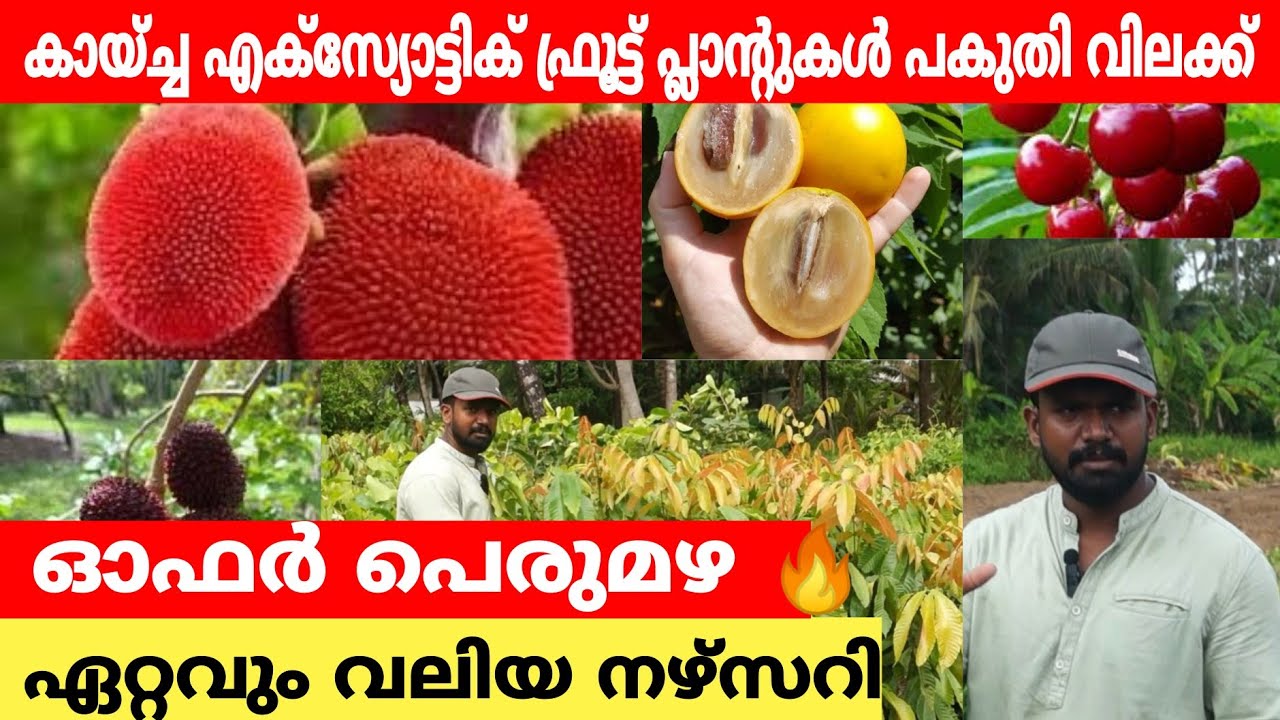 എല്ലാ എക്സോട്ടിക് ഫ്രൂട്ട് പ്ലാന്റ്‌സും wholesale വിലയിൽ | |exotic rare fruit plants nursery