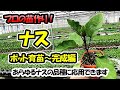 【育苗のプロが教える!】ナスの苗作り ポット育苗~完成編(9cmポット)あらゆるナスの品種に応用できます