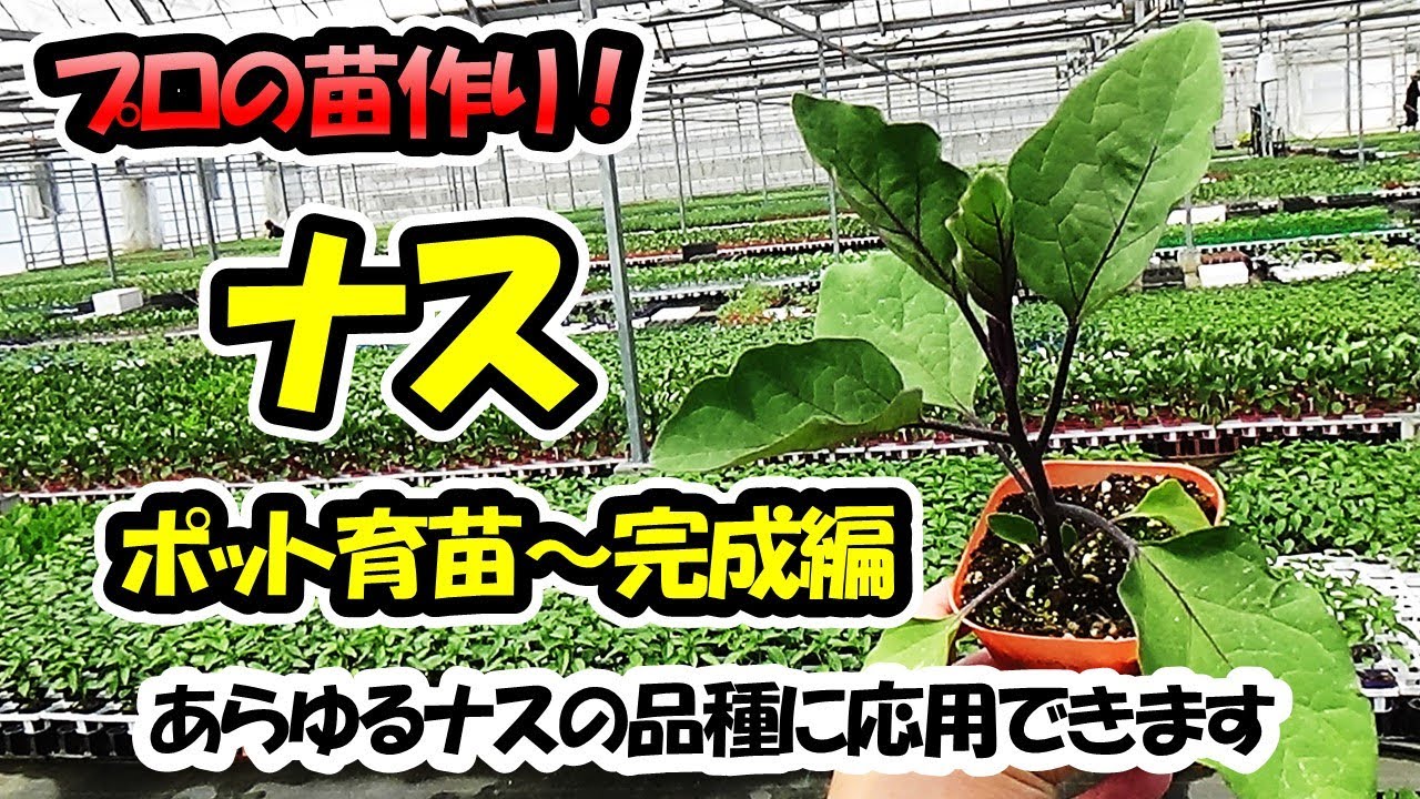 【育苗のプロが教える！】ナスの苗作り　ポット育苗～完成編（9cmポット）あらゆるナスの品種に応用できます